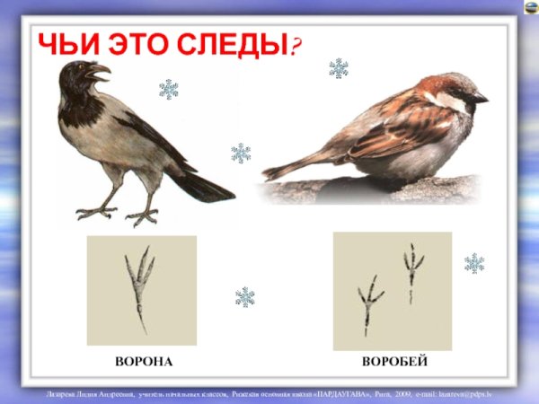 Следы птиц на снегу