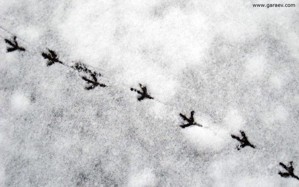 Следы вороны на снегу