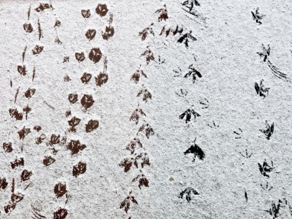 Птичьи следы на снегу