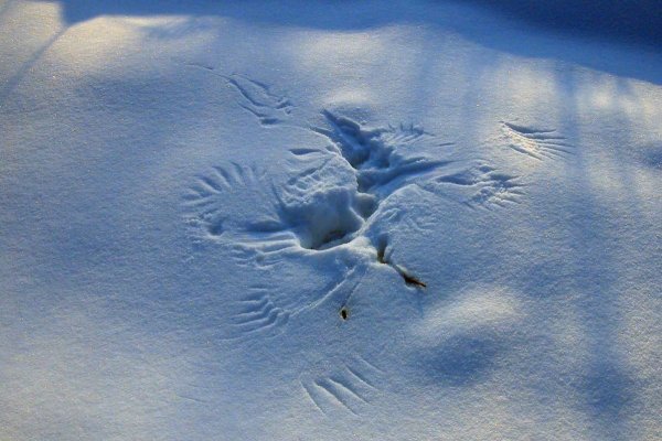 Птичьи следы на снегу