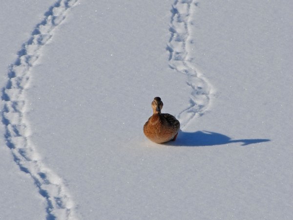 Птичьи следы на снегу