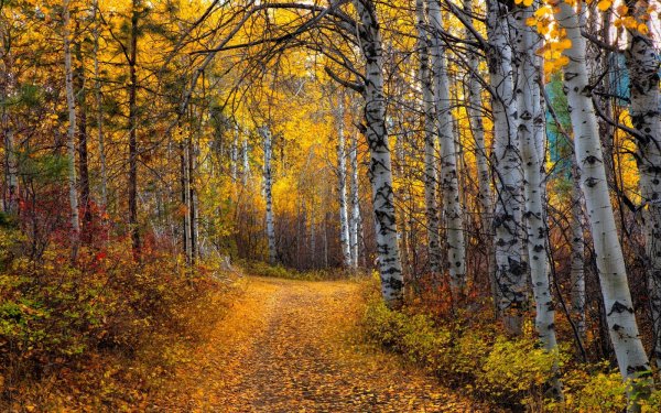 Березовая аллея осень природа