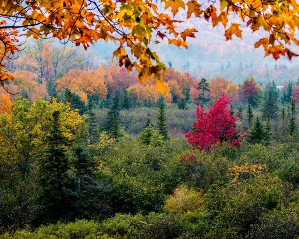 Красота осеннего леса для меня