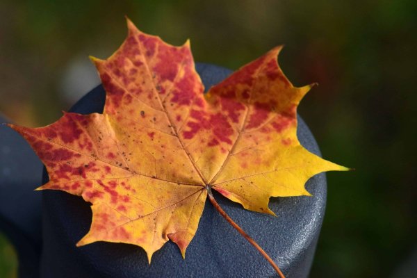 Осенний кленовый лист