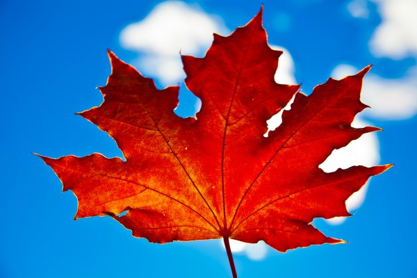 Осенний кленовый лист