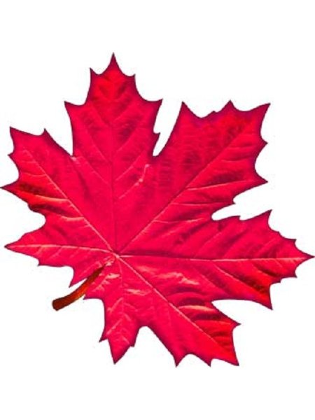 Листики осенние кленовые