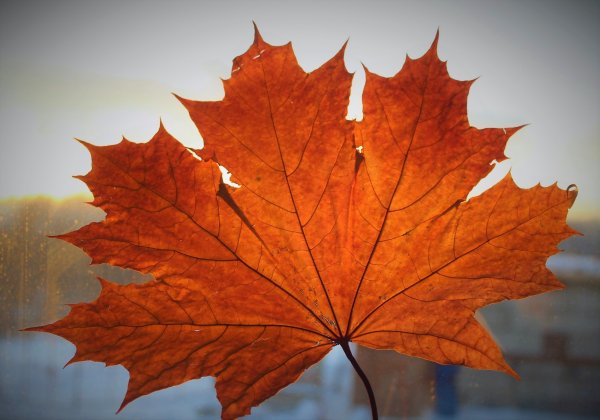 Клён листики клёна