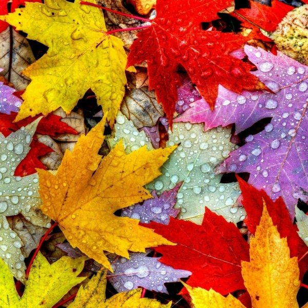 Красивые листья