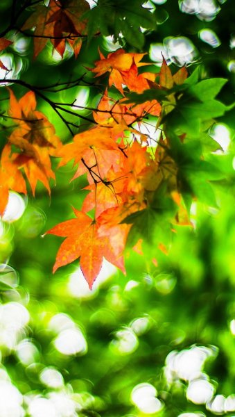 Красивая осень