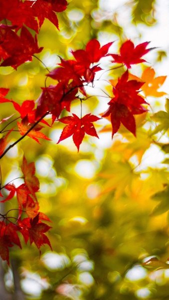 Яркие осенние листья