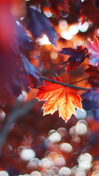 Осенний фон