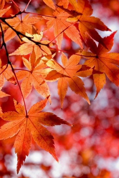 Красивые листья