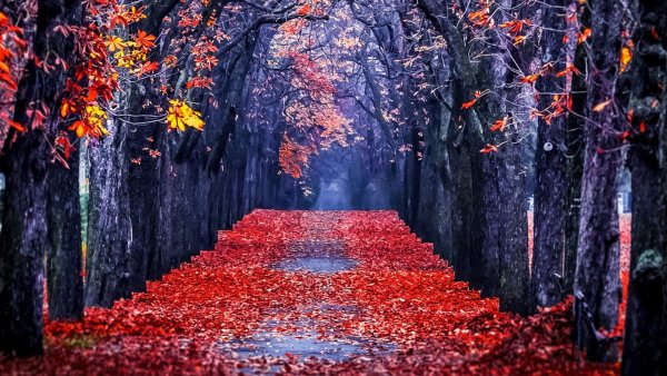 Картинки на заставку осень