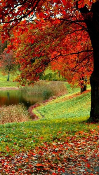 Осень картинки