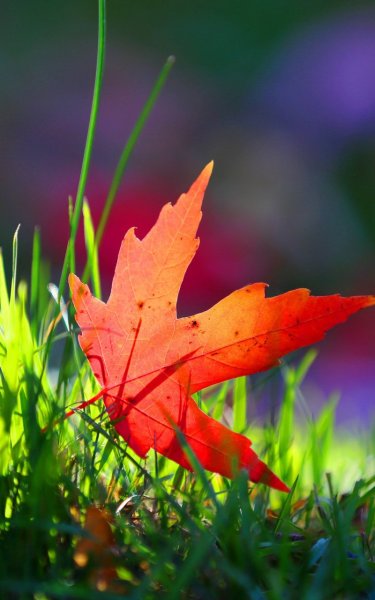 Осенние обои