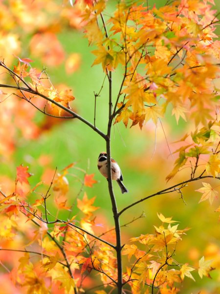 Красивые осенние птицы