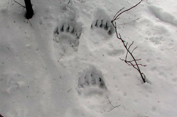 Медвежьи следы на снегу
