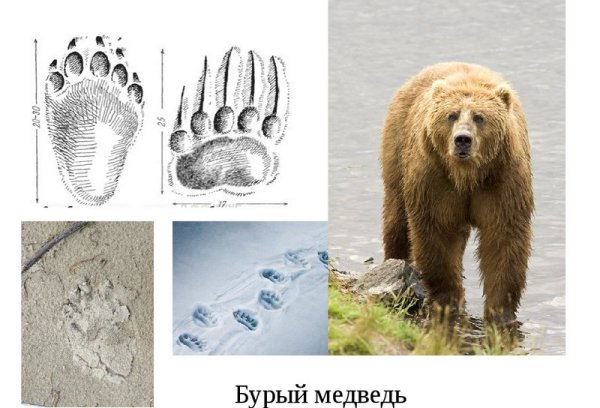 Следы медведя