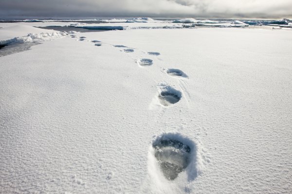 Следы медведя на снегу