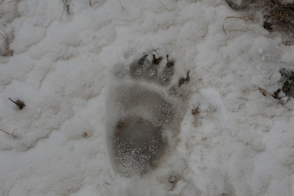 Медвежие следы на снегу
