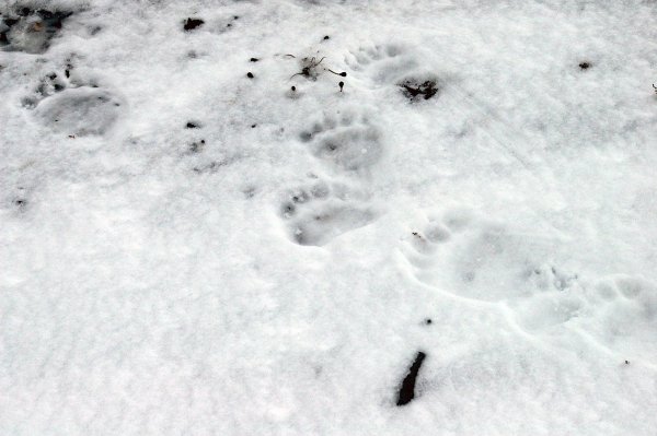 Следы медведя на снегу