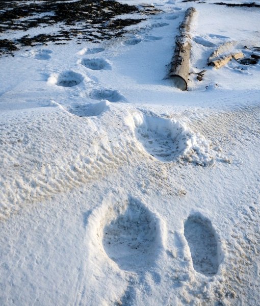 Следы на снегу