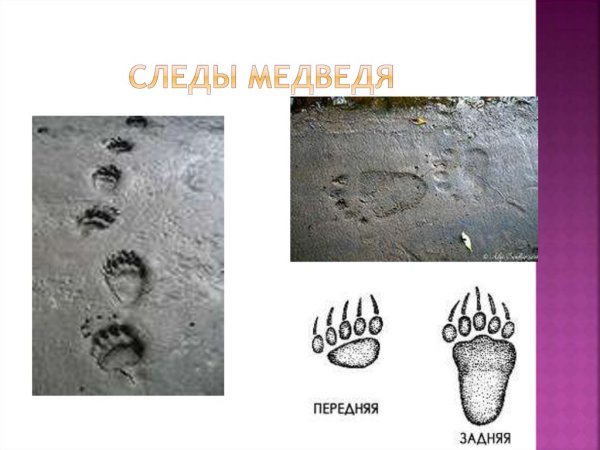Медвежьи следы на снегу