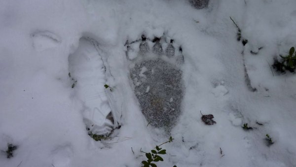 Следы медвежонка на снегу