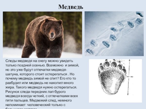 Следы медведя зимой