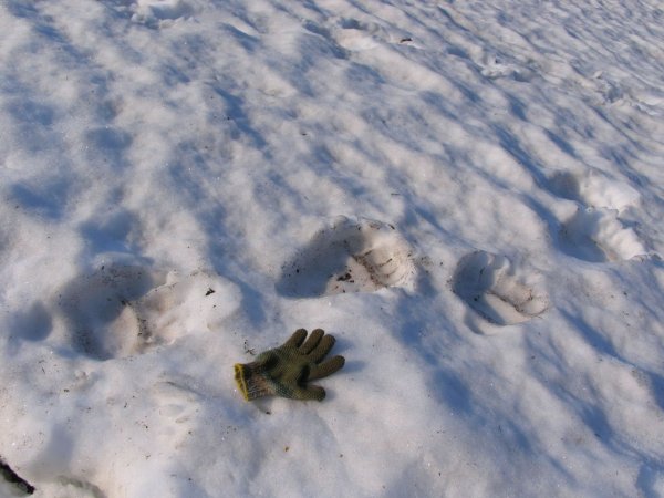 Медвежьи следы на снегу