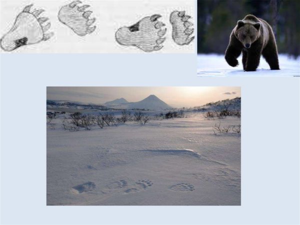 Следы животных на снегу медведя