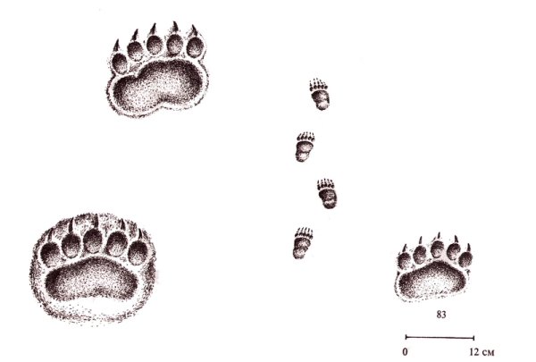 Схема следов медведя