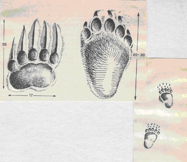 Отпечаток следа медведя