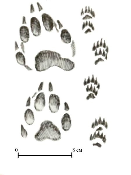 Следы Росомахи на снегу и рыси