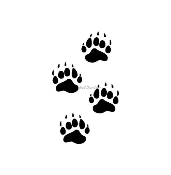 Отпечаток следа медведя