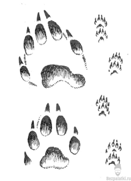 След Росомахи и медведя