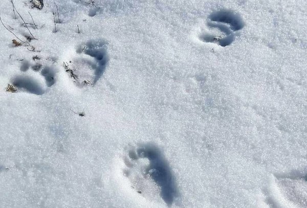 Следы медведя на снегу