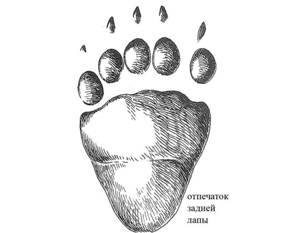 Отпечаток следа медведя