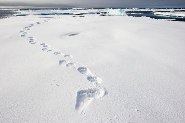 Следы медведя на снегу