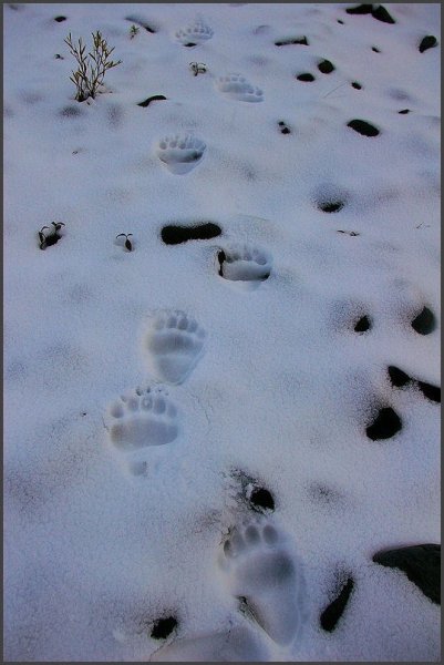 Следы медведя