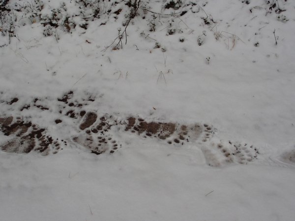 Следы медведя в лесу осенью