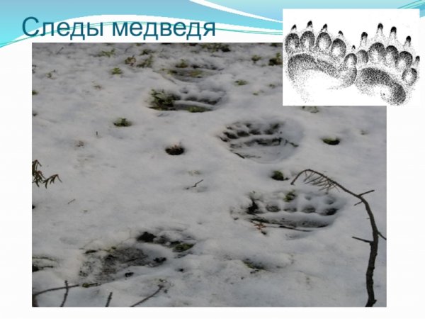 Отпечаток следа медведя
