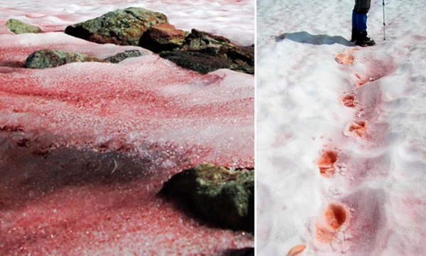 Красный снег хламидомонада