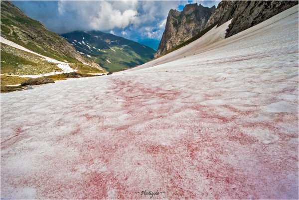 Chlamydomonas nivalis