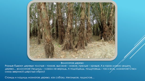 Сладков волосатое дерево