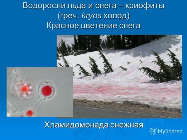Водоросли снега и льда