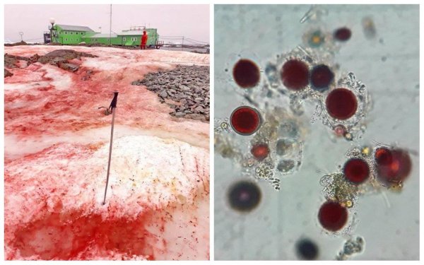 Красный снег водоросли
