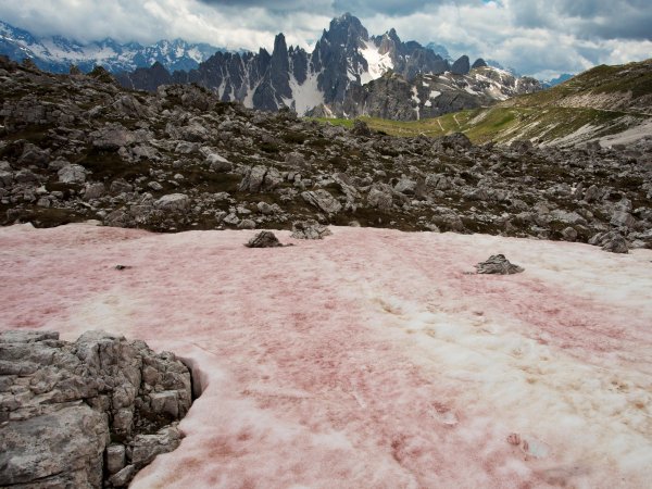 Арбузный снег Сьерра Невада