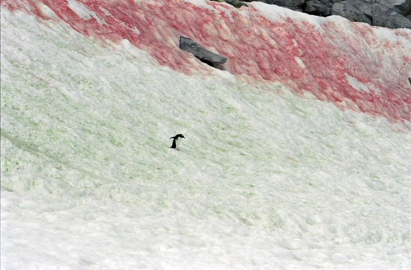 Красный снег и Снежная хламидомонада