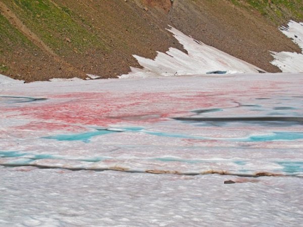 Розовый ледник